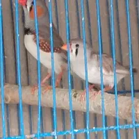 فنچ نر و ماده|پرنده|شیراز, کوشک میدان|دیوار