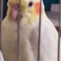 یک عدد عروس هلندی|پرنده|بوکان, |دیوار