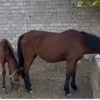 مادیان با کره|اسب و تجهیزات اسبسواری|کوهسار (البرز), |دیوار