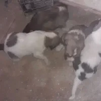 توله