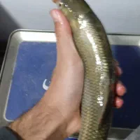 ماهی ارگانیک کپشن رو بخونید|خوردنی و آشامیدنی|تهران, منیریه|دیوار