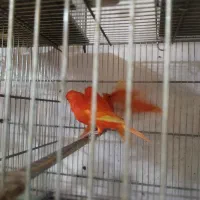 قناری رد فکتور و سرخ