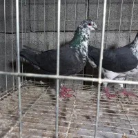 جفت نرماده کشکشی سیاه