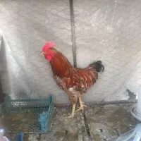 خروس آواز خوان و مرغ گیر