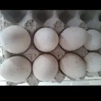 دهاری تخم بوقلمون