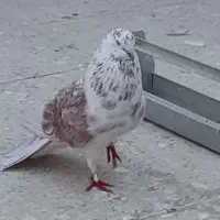 چند جفت کفتر هم جنس هم پرش