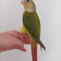 گرینچیک آناناسی رد