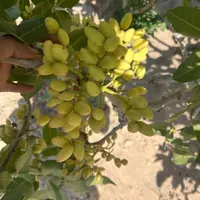 فروش نهال پسته احمد آقایی دوساله و گلدانی|خدمات باغبانی و درختکاری|سیرجان, |دیوار