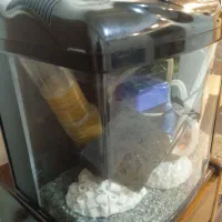 اکواریوم شرکتی دلسا