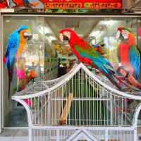 فروش ویژه طوطی سانان|پرنده|شیراز, فرودگاه شهید دستغیب شیراز|دیوار