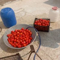 رب گوجه دهات هیزمی|حراج|قزوین, |دیوار