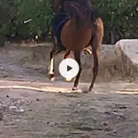 فروش مادیان کرد|اسب و تجهیزات اسبسواری|مشگین شهر, |دیوار