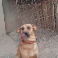 سگ دورگه