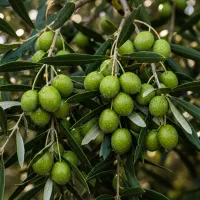 نهال زیتون مانزانی با کیفیت بالا