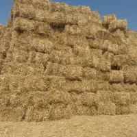 پرس گندم