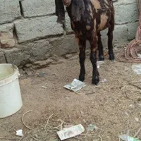 دوتا بز گم شده