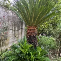 گل سیکاس