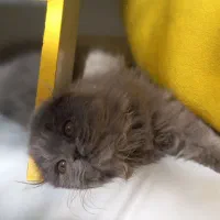 سگ های جیبی و مینیاتوری و گربه های خانگی|سگ|تبریز, |دیوار