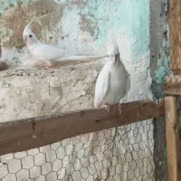 عروس هلندی آلبینو چشم قرمز|پرنده|بندرلنگه, |دیوار