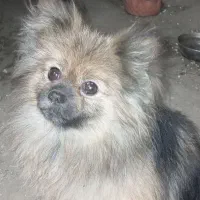 سگ پامرروباهی فندوق