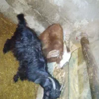 بزغاله|حیوانات مزرعه|کنگاور, |دیوار