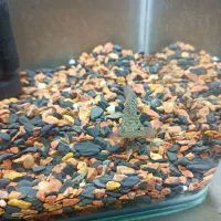 ماهی چانا معاوضه اکواریوم لوازم اکواریوم ماهی