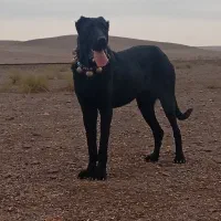 سگ سرابی|سگ|زرندیه, |دیوار