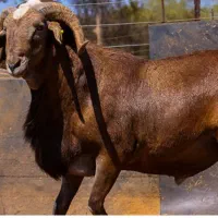 کهره و بز فروشی