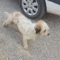 سگ پیدا شده محدوده درچه