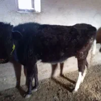 گاو گوشتی|حیوانات مزرعه|سیلوانه, |دیوار