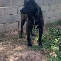 سگ گله