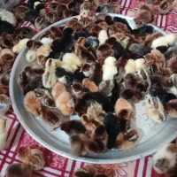 جوجه مرغ محلی|حیوانات مزرعه|مشهد, شهید قربانی|دیوار