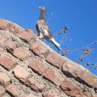 ماده فروشی قوره ای|پرنده|بیرجند, |دیوار