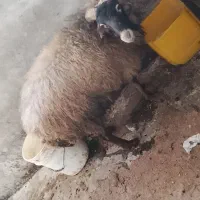 گوسفند زنده