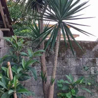 دو عدد گل یوکا بزرگ ۵متری|گل و گیاه طبیعی|کیاشهر, |دیوار