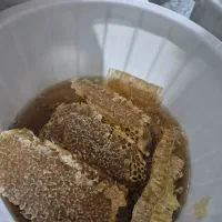 عسل طبیعی و کوهی|خوردنی و آشامیدنی|شیراز, شهرک فرزانگان|دیوار