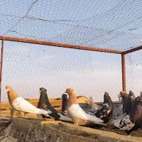 کبوتر سینه سیاه(سینه زرد)