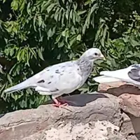 کبوتر بوم پرشی|پرنده|تربت جام, تیپ ۳۸ زرهی تربت جام|دیوار