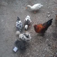 مرغ خروس لهستانی پاپر