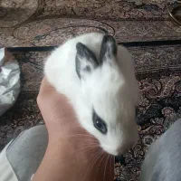 خرگوش نر سالم