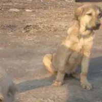 توله سگ دزدیده شده در صوفیان