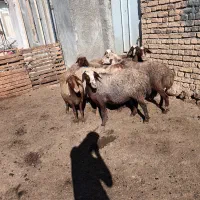 گوسفند داشتی|حیوانات مزرعه|هرسین, |دیوار