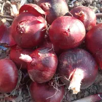 پیاز قرمز|خوردنی و آشامیدنی|دینور, |دیوار