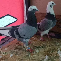 کفتر پرشی ساعت سنگین|پرنده|قم, خداکرم|دیوار