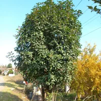 فتونیا یاس هلندی به ژاپنی یوکا سرو شیراز سیکاس