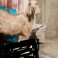 بز چاوش  ویک بز جمل زا