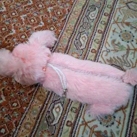 سررسید|لوازم التحریر|قم, حنیف نژاد|دیوار