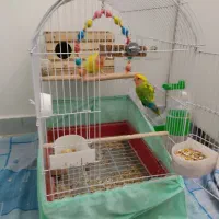 طوطی برزیلی