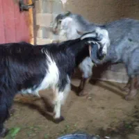 دو عدد بز|حیوانات مزرعه|گلی داغ, |دیوار