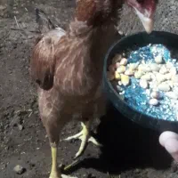 لاری|حیوانات مزرعه|مشگین شهر, |دیوار